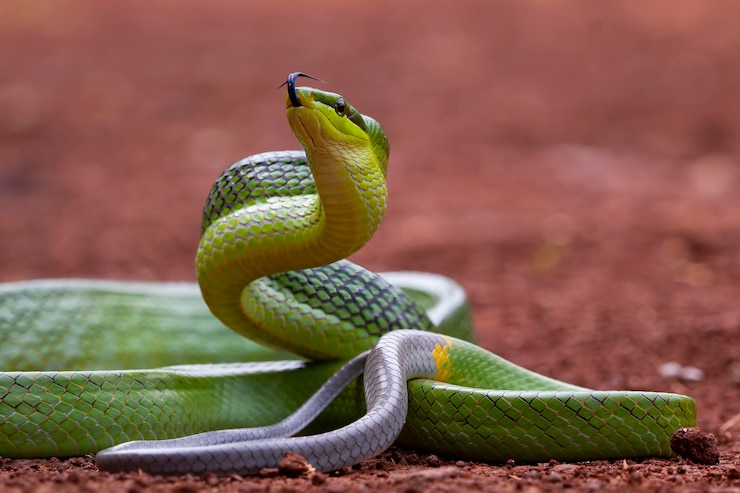 Foto gratuito serpiente gonyosoma verde mirando alrededor gonyosoma oxycephalum