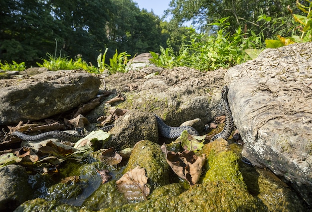 Serpiente larga arrastrándose sobre una roca cerca del agua