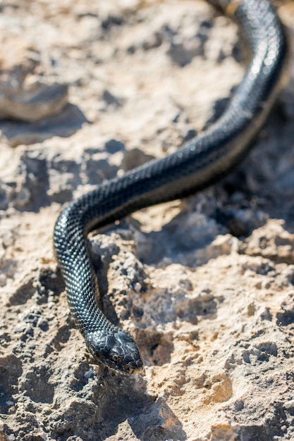 Foto gratuita serpiente látigo occidental negra deslizándose sobre rocas y vegetación seca en malta