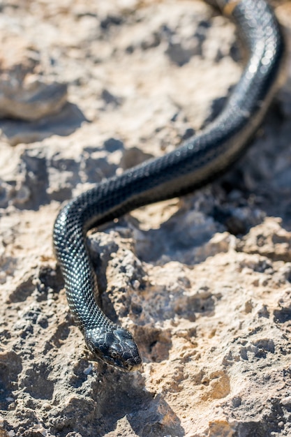 Serpiente látigo occidental negra deslizándose sobre rocas y vegetación seca en Malta