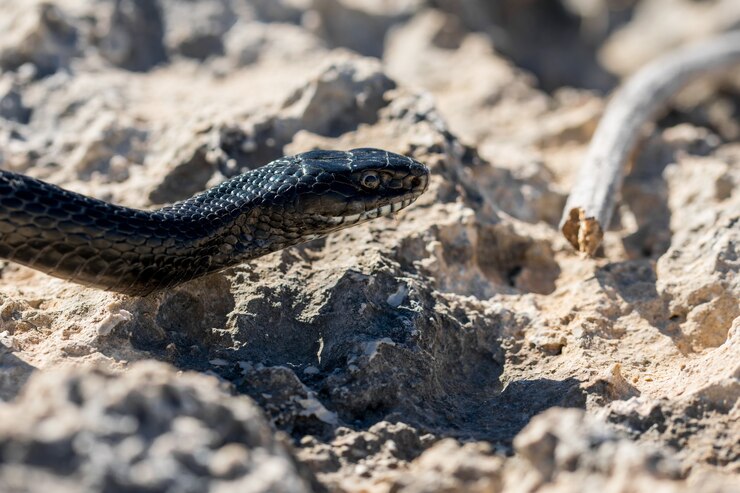 Foto gratuito serpiente látigo occidental negra deslizándose sobre rocas y vegetación seca