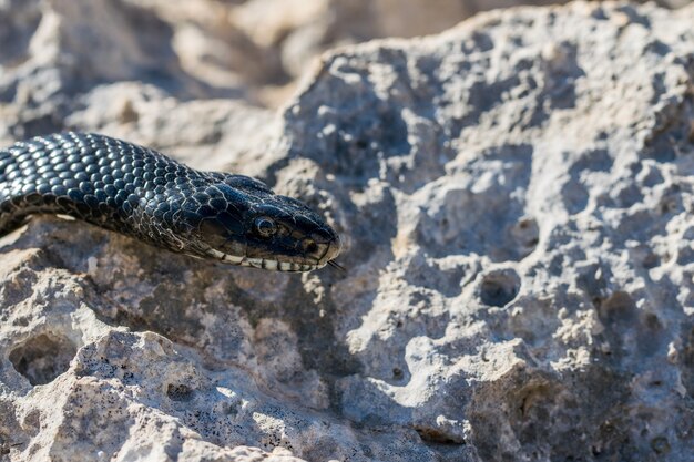 Serpiente látigo occidental negra, Hierophis viridiflavus, en Malta