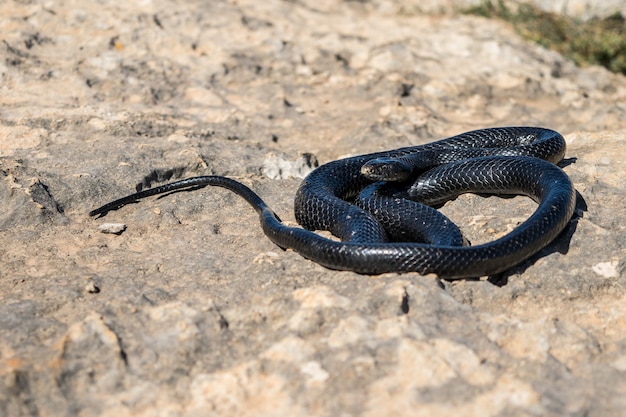 Serpiente látigo occidental negra, Hierophis viridiflavus, tomando el sol en un acantilado rocoso en Malta