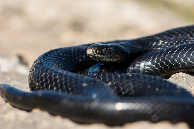 Serpiente látigo occidental negra, Hierophis viridiflavus, tomando el sol en un acantilado rocoso en Malta