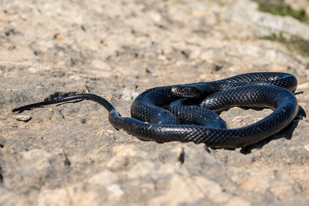 Serpiente látigo occidental negra, Hierophis viridiflavus, tomando el sol en un acantilado rocoso en Malta