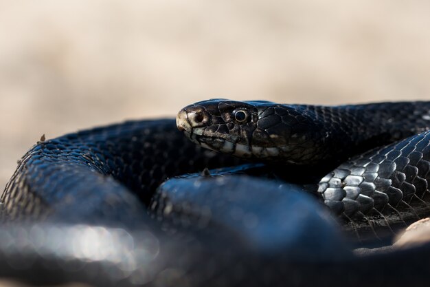 Serpiente látigo occidental negra, Hierophis viridiflavus, tomando el sol en un acantilado rocoso en Malta