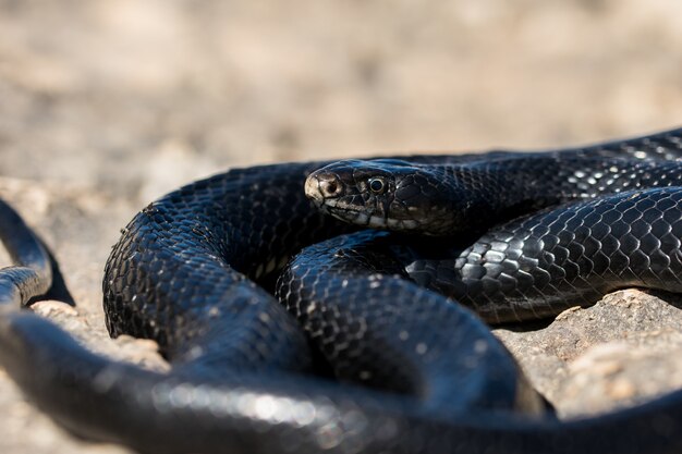 Serpiente látigo occidental negro tomando el sol en un acantilado rocoso en Malta