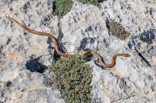 Una serpiente leopardo adulta deslizándose sobre las rocas