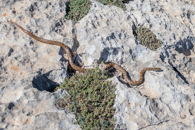 Una serpiente leopardo adulta deslizándose sobre las rocas