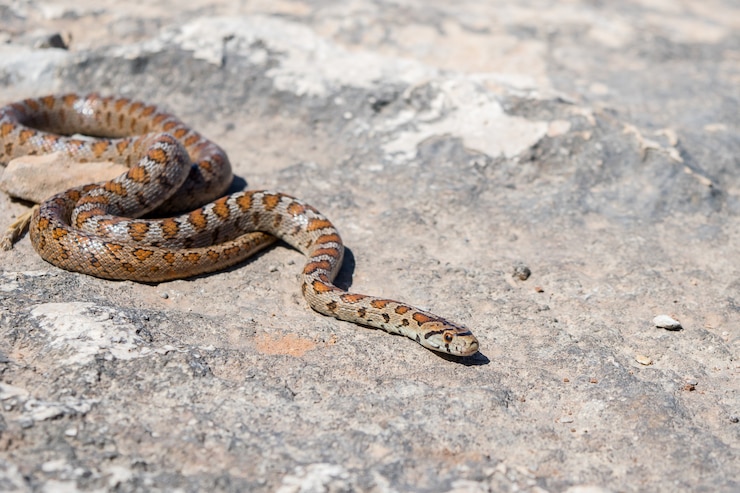 Foto gratuito una serpiente leopardo adulta o europea ratsnake, zamenis situla, deslizándose sobre las rocas en malta
