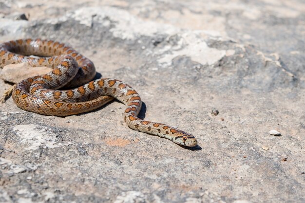 Una serpiente leopardo adulta o europea Ratsnake, Zamenis situla, deslizándose sobre las rocas en Malta