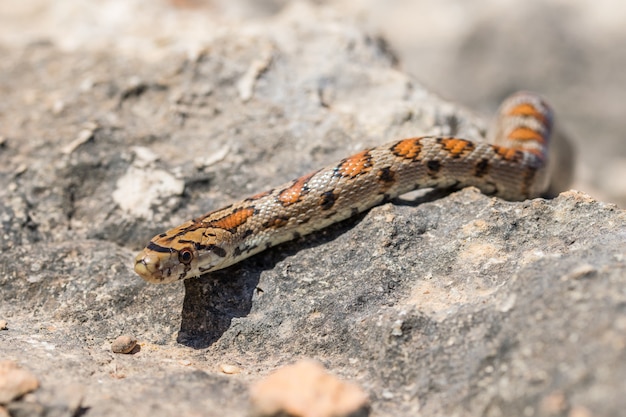 Una serpiente leopardo adulta o europea Ratsnake, Zamenis situla, deslizándose sobre las rocas en Malta