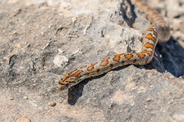 Una serpiente leopardo adulta o europea Ratsnake, Zamenis situla, deslizándose sobre las rocas en Malta