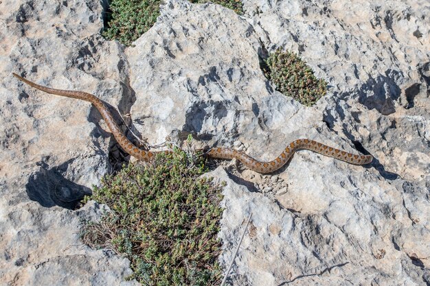 Una serpiente leopardo adulta o europea Ratsnake, Zamenis situla, deslizándose sobre las rocas en Malta