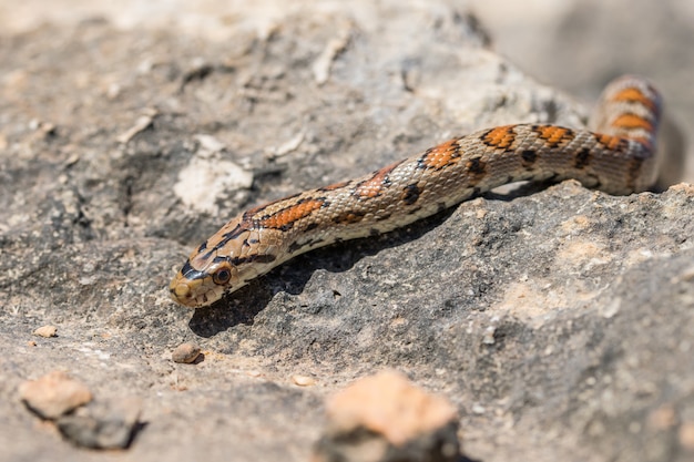 Una serpiente leopardo adulta o europea Ratsnake, Zamenis situla, deslizándose sobre las rocas en Malta