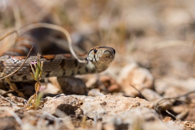 Serpiente leopardo deslizándose sobre rocas y vegetación seca en Malta
