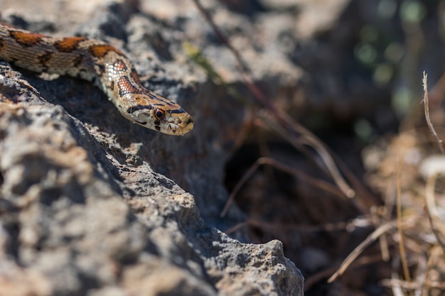 Serpiente leopardo o serpiente rata europea, Zamenis situla, deslizándose sobre rocas y vegetación seca en Malta
