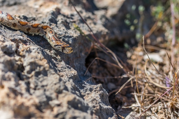 Serpiente leopardo o serpiente rata europea, Zamenis situla, deslizándose sobre rocas y vegetación seca en Malta