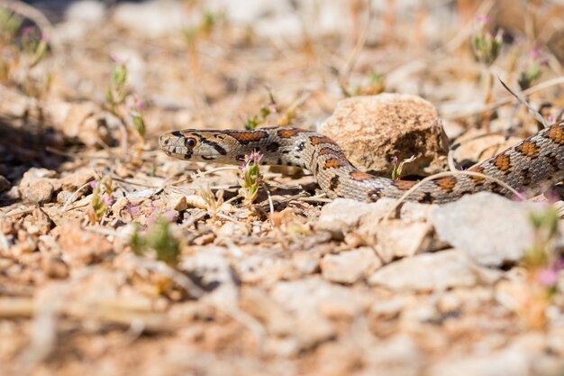 Serpiente leopardo o serpiente rata europea, Zamenis situla, deslizándose sobre rocas y vegetación seca en Malta