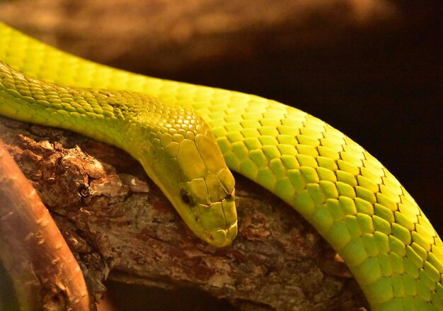 Serpiente mamba verde escamosa descansando en una rama