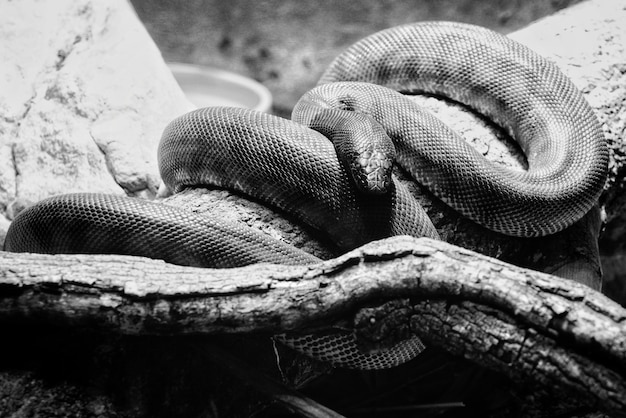 serpiente peligrosa descansando sobre una rama de árbol en su cueva