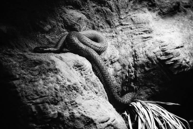 Foto gratuito una serpiente peligrosa en su cueva.