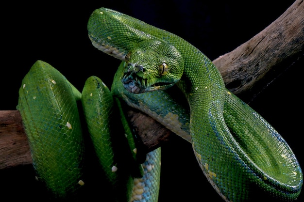 Serpiente pitón de árbol verde en la rama lista para atacar a la serpiente Chondropython viridis closeup con fondo negro