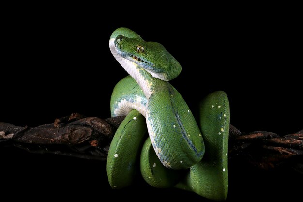 Serpiente pitón de árbol verde en la rama lista para atacar Serpiente pitón de árbol verde closeup con fondo negro