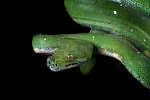 Foto gratuita serpiente pitón de árbol verde en la rama lista para atacar