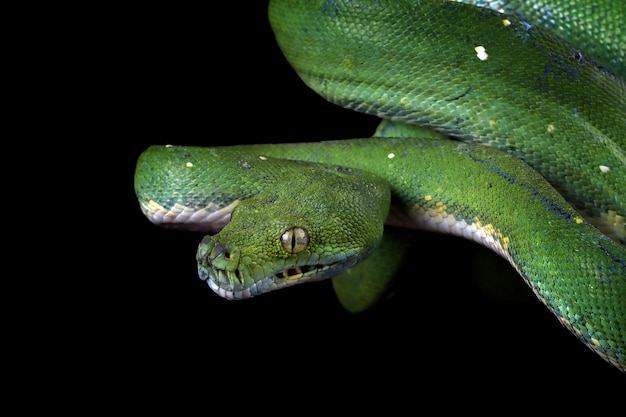 Serpiente pitón de árbol verde en la rama lista para atacar