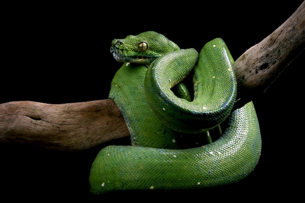 Serpiente pitón de árbol verde en la rama lista para atacar