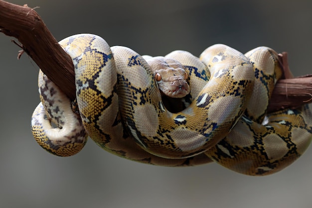 Foto gratuita serpiente pythonidae durmiendo en la rama primer plano de serpiente pythonidae