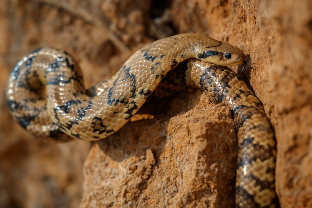 Serpiente salvaje de cerca en el hábitat natural.