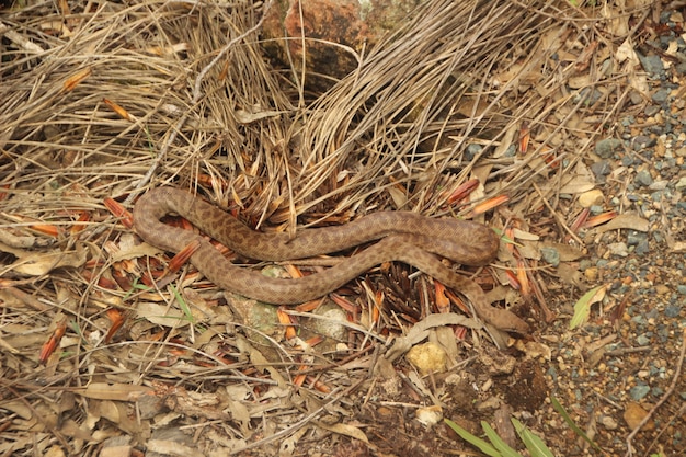 Foto gratuita serpiente en el suelo