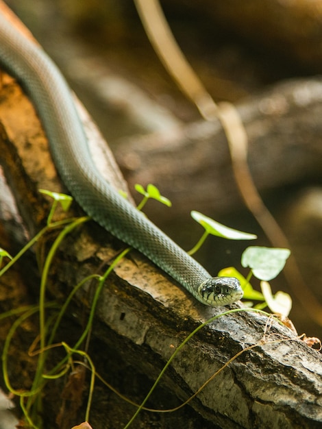 Foto gratuita serpiente en un terrario