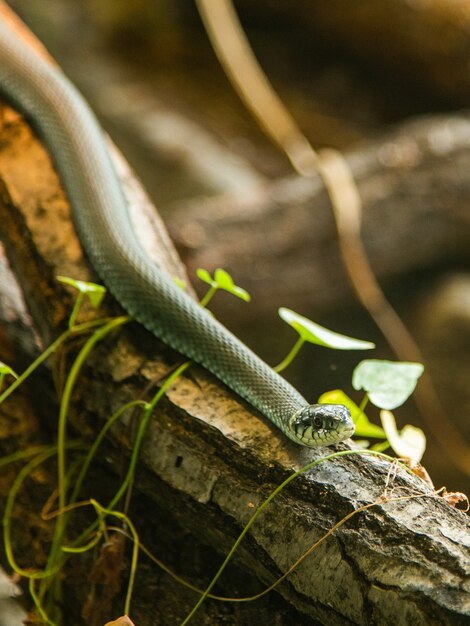 Serpiente en un terrario