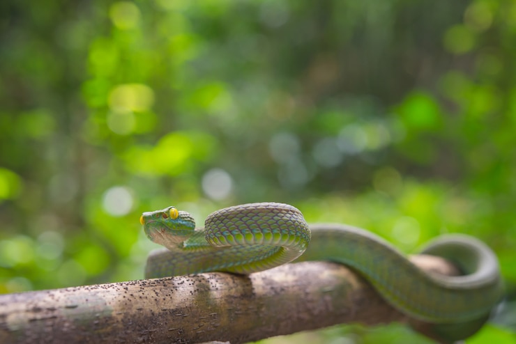 Foto gratuito serpiente verde