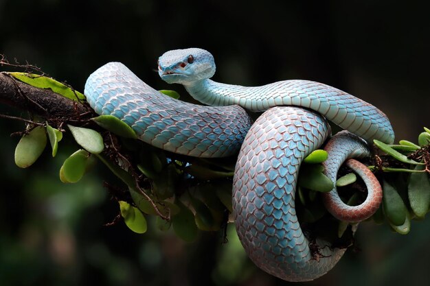 Serpiente víbora azul closeup cara cabeza de serpiente víbora azul insularis