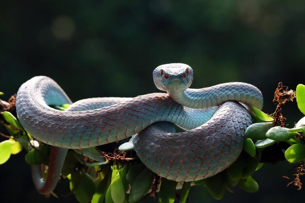 Serpiente víbora azul closeup cara cabeza de serpiente víbora azul insularis