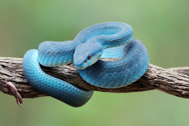 Serpiente víbora azul closeup cara cabeza de serpiente víbora azul insularis