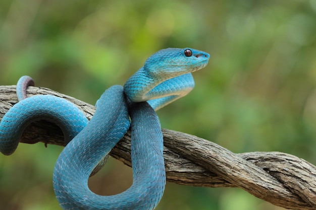 Serpiente víbora azul closeup cara cabeza de serpiente víbora azul insularis