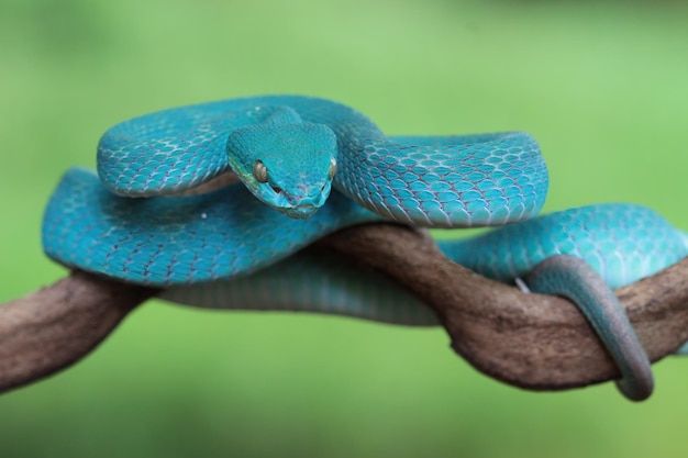 Serpiente víbora azul closeup cara cabeza de serpiente víbora azul insularis