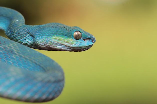 Serpiente víbora azul closeup cara cabeza de serpiente víbora azul insularis