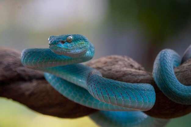 Serpiente víbora azul closeup cara cabeza de serpiente víbora azul insularis