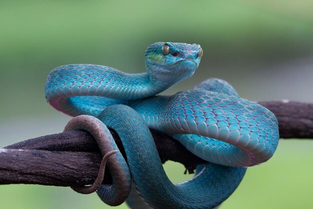 Serpiente víbora azul closeup cara cabeza de serpiente víbora azul insularis