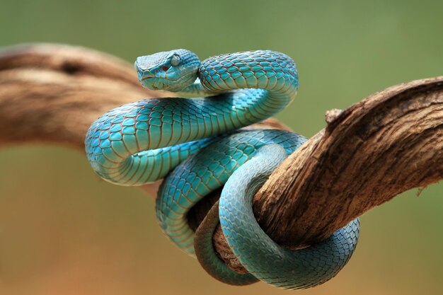 Serpiente víbora azul closeup cara cabeza de serpiente víbora azul insularis