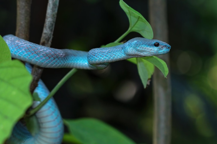 Foto gratuito serpiente víbora azul closeup cara cabeza de serpiente víbora blue insularis trimeresurus insularis animal closeup