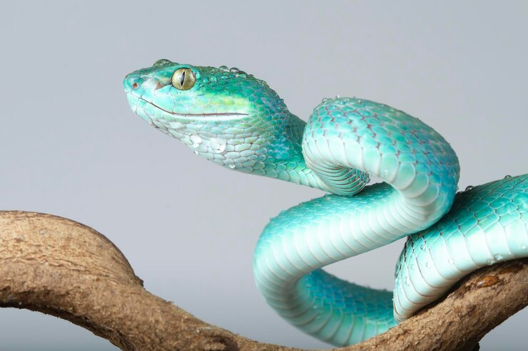 Foto gratuito serpiente víbora azul en rama con fondo gris serpiente víbora azul insularis trimeresurus insularis