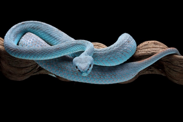 Serpiente víbora azul en rama con fondo negro serpiente víbora lista para atacar