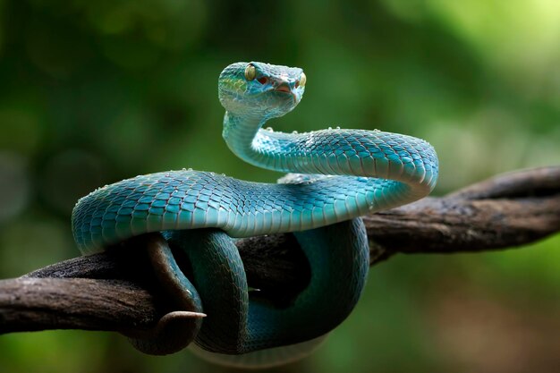 Serpiente víbora azul en rama serpiente víbora azul insularis Trimeresurus Insularis